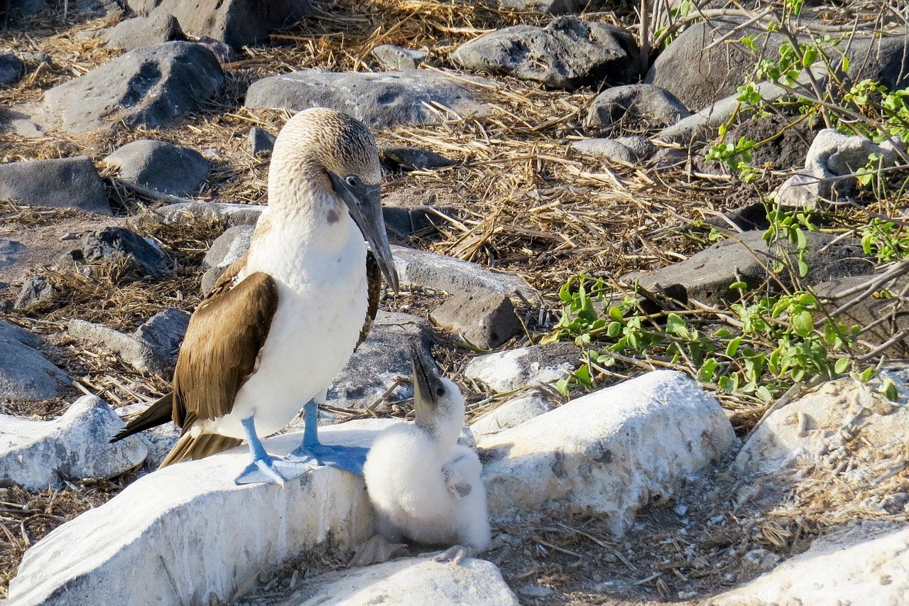 Galapagos Islands cruise with wildlife and volcanic landscapes